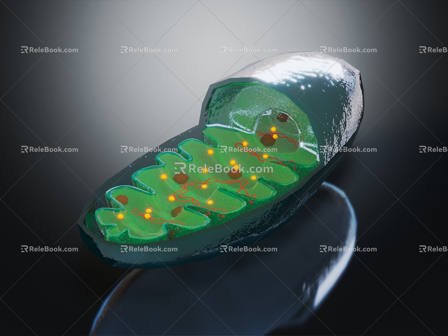 Modern Cell Mitochondria Human Cell 3d model