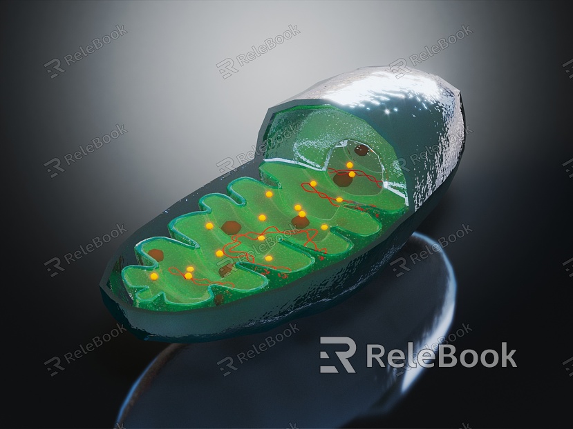 Modern Cell Mitochondria Human Cell model