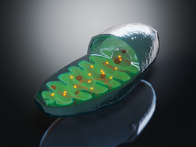 Modern Cell Mitochondria Human Cell 3d model