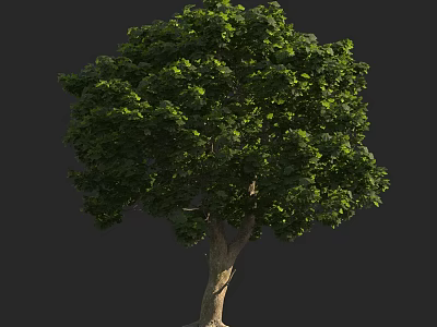 Vibrant Lush Arbor With Thick Trunk And Dense Green Foliage For Garden 3d model