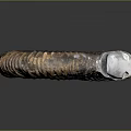Well Preserved Extinct Ammonite Fossil Marine Animal With Spiral Shell Structure And Detailed Texture