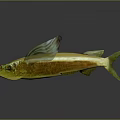 Yellow Fish With Green Wing Like Fins And Reflection On Gray Background