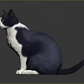 Blue and white cat sitting on dark background with bright yellow eyes