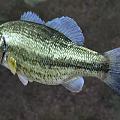 Largemouth Bass Freshwater Aquatic Fish With Golden Striped Body And Open Mouth