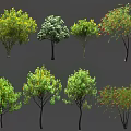 Different Types Of Arbor Trees With Green Yellow Red Leaves And Various Shapes