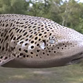 Spotted Leopard Shark Swimming Gracefully in Wild Natural Aquatic Habitat