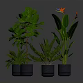 Lush Indoor Green Plants In Modern Gray Pots With Various Leaf Shapes And Colorful Flowers