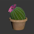 Vibrant Green Round Cactus with Pink Flower in Decorative Brown Terracotta Pot
