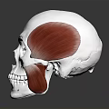 3D Human Skull Anatomy Model With Muscles And Bone Structure Details