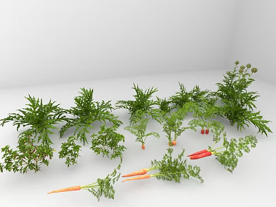 Fresh Carrot Vegetable Plants With Green Leaves And Ripe Carrots On White Surface 3d model