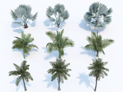 Diverse Palm Trees With Blue Green Leaves And Distinct Silhouettes Arranged In Grid 3d model