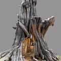 Rugged Ancient Tree With Exposed Roots And Tree Hollow In Grass