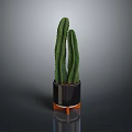 Green Cactus Plant In Black Planter With Orange Legs On Reflective Surface