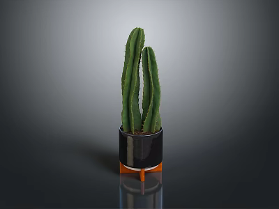 Green Cactus Plant In Black Planter With Orange Legs On Reflective Surface 3d model