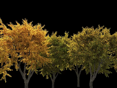 Row of Arbor with Yellow and Green Leaves on Black Background 3d model