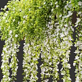 Hanging Basket Green Plants With Trailing Vines And White Flowers For Home Decor