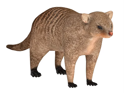 Striped Brown Mongoose Standing On White Background Realistic Model Illustration 3d model