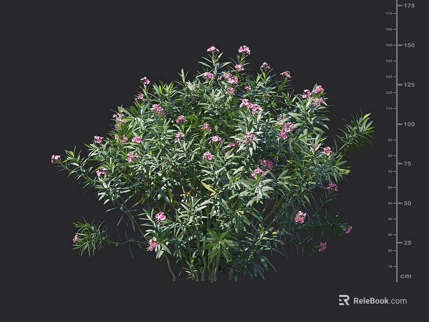 Lush Green Leafy Shrub With Bright Pink Flowers And Dense Foliage 3d model 