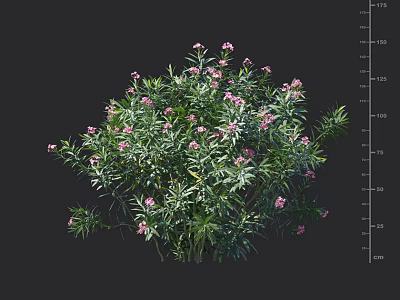 Lush Green Leafy Shrub With Bright Pink Flowers And Dense Foliage 3d model