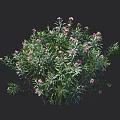Lush Green Leafy Shrub With Bright Pink Flowers And Dense Foliage