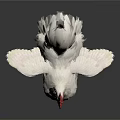 White Rooster With Red Comb And Wattles Standing On White Background