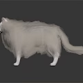 White long haired cat with blue eyes standing on dark background 3d model