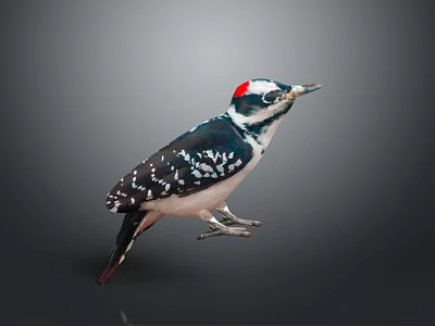 Detailed Animal Painting of Woodpecker with Red Crown Black White Feathers and Standing Posture 3d model