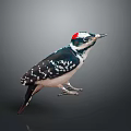 Detailed Animal Painting of Woodpecker with Red Crown Black White Feathers and Standing Posture