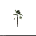 Tropical Palm Tree with Green Fan Leaves and Fibrous Brown Trunk Isolated on Black Background