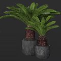 Two Bonsai Potted Plants With Green Feathery Leaves And Brown Red Trunks In Gray Pots