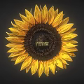 Radiant Sunflower Bloom with Bright Yellow Petals and Dark Center Disc
