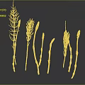 Multiple Green Plants With Slender Stems And Brown Buds On Dark Background