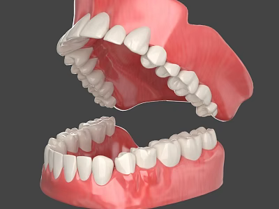 Human Mouth Anatomical Model With Upper Lower Jaw Teeth And Gums 3d model