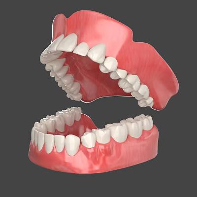 Human Mouth Anatomical Model With Upper Lower Jaw Teeth And Gums 3d model