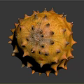 Fresh Shiny Orange Kiwano Horned Melon with Spiky Exterior on Dark Background