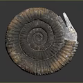 Well Preserved Extinct Ammonite Fossil Marine Animal With Spiral Shell Structure And Detailed Texture