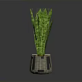 Green Leaf Plant With Striped Pattern In Gray Textured Ceramic Pot
