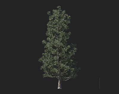 fir tree 3d model