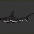 Hammerhead Shark With Distinctive Hammer Shaped Head And Marine Habitat Features