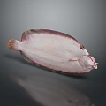 Single Fresh Pink And White Flat Aquatic Animal With Smooth Body