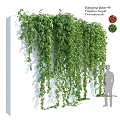 Lush Green Hanging Vines Covering White Indoor Wall with Silhouette