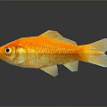 Golden Aquatic Animal Goldfish With Shiny Scales And Reflection On Dark Background