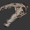 Detailed Dinosaur Skull Organ Anatomy With Sharp Teeth And Hair Traces