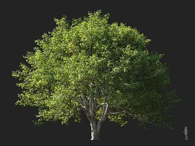 Lush Green Arbor With Dense Foliage And Strong Trunk In Natural Scene 3d model
