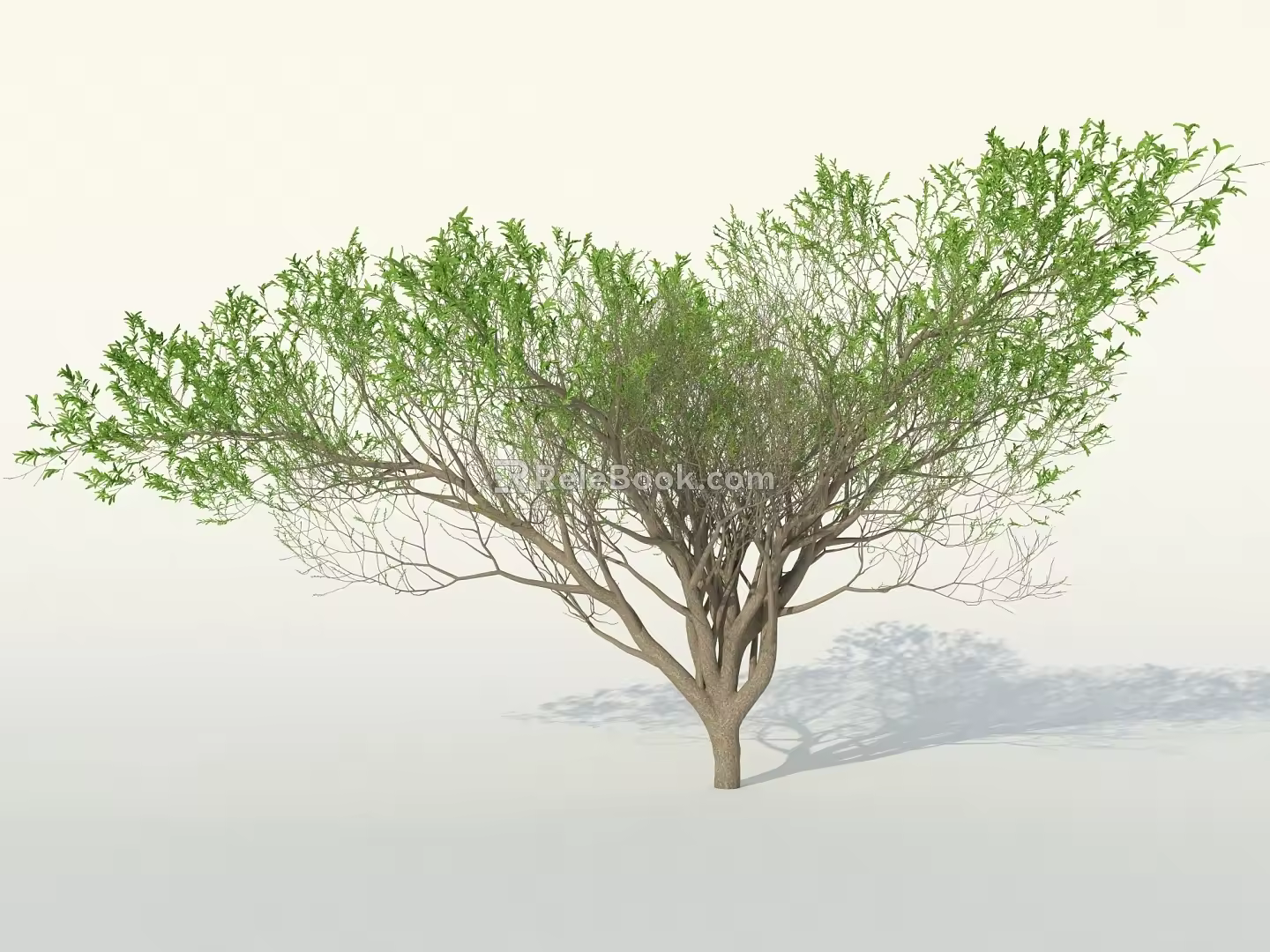 Umbrella Thorn Acacia Tree Umbrella Thorn Acacia Tree Umbrella Thorn Tree Israel Acacia Broadleaf Tree 3d model
