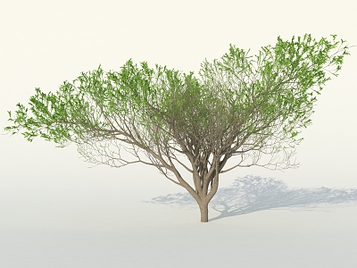 Umbrella Thorn Acacia Tree Umbrella Thorn Acacia Tree Umbrella Thorn Tree Israel Acacia Broadleaf Tree 3d model