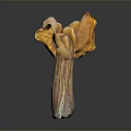 Fresh Organic Exotic Mushroom With Orange Yellow Frilly Edges And Trumpet Shape