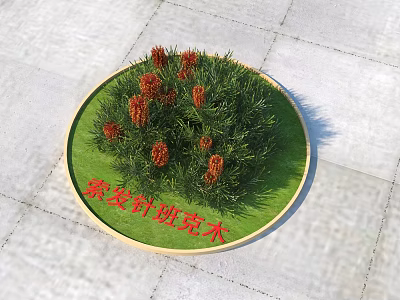 Frosted Needle Banksia Plants Growing On Circular Green Lawn With Stone Pavement 3d model