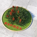 Frosted Needle Banksia Plants Growing On Circular Green Lawn With Stone Pavement