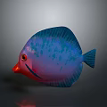 A Colorful Aquatic Fish With Blue And Purple Body Red Eyes Mouth And Blue Fins